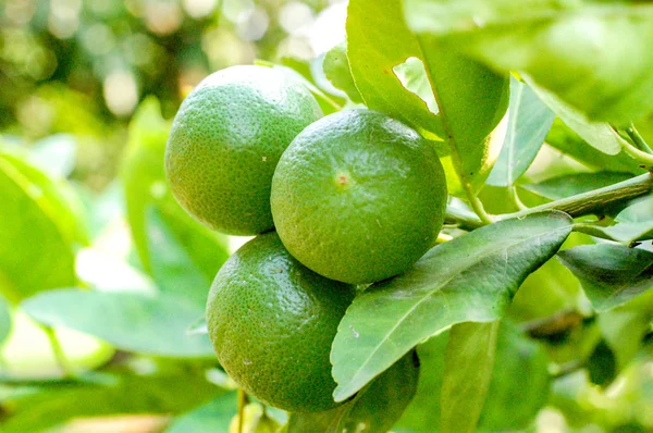 Limon veya organik Lime Tree Tayland, şube üzerinde üç Limes ile