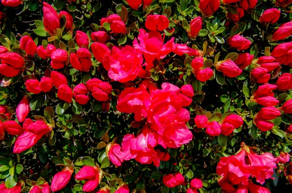 Detailní Záběr Květy Barevnou Barvou — Stock fotografie