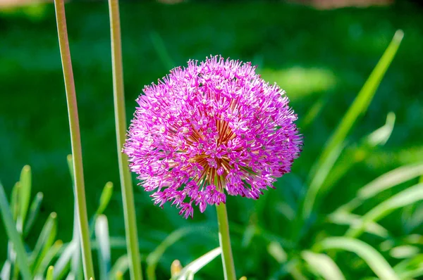 Flower Název Allium Prattii Barvy Bílé Růžové Kvetoucí Plné Vypadají — Stock fotografie