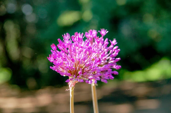 Название Цветка Allium Prattii Белым Розовым Цветом Цветущим Полным Похожим — стоковое фото