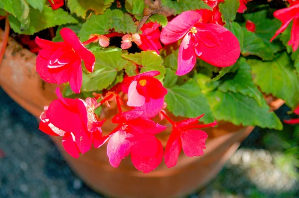 Nahaufnahme Blumen Mit Bunten Farben Blühen — Stockfoto