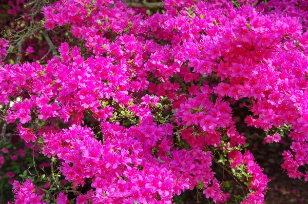 Closeup Blossom Flowers Colorful Colour — Stock Photo, Image
