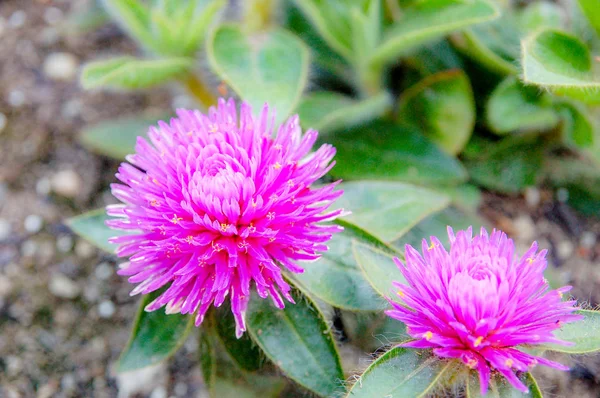 Bloem Naam Allium Prattii Met Witte Roze Kleur Bloeiende Volledig — Stockfoto