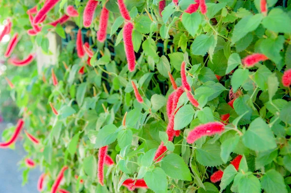 Primo Piano Fiorire Con Fiori Colorati Colore — Foto Stock