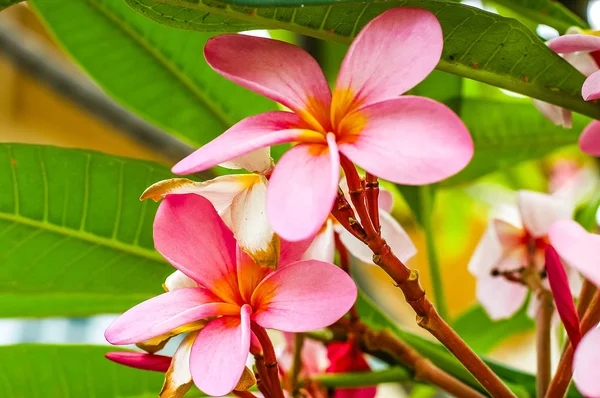 美しい花とピンク色のプルメリアの花 — ストック写真