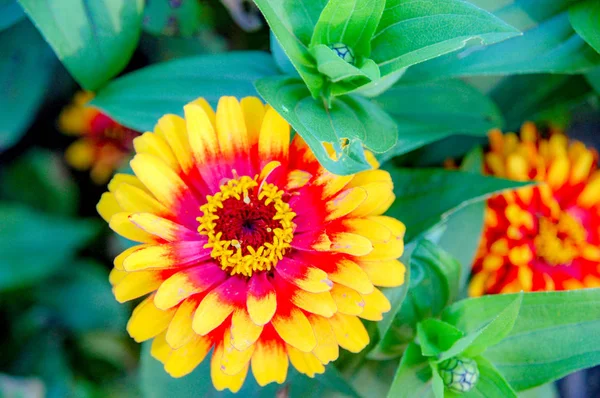 Elegante Zinnia Bloem Met Volle Bloei — Stockfoto