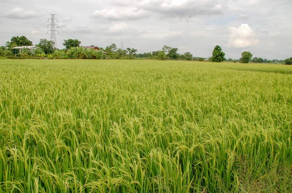 Lokala Ris Gård Landet Sida Thailand Med Gröna Blad Och — Stockfoto