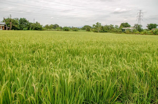 Granja Arroz Local Campo Tailandia Con Hoja Verde Prado Lleno — Foto de Stock