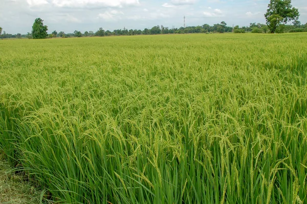 Lokale Reisfarm Ländlichen Thailand Mit Grünem Blatt Und Einer Wiese — Stockfoto