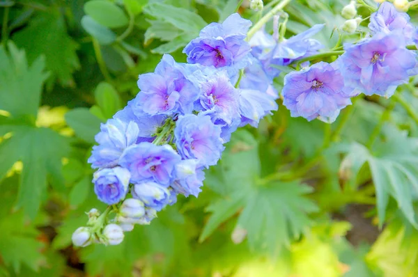 Närbild Till Blommande Blommor Med — Stockfoto