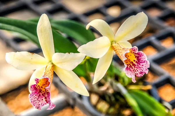 Närbild Moth Orchid Med Detaljer Pollen Och Färg — Stockfoto