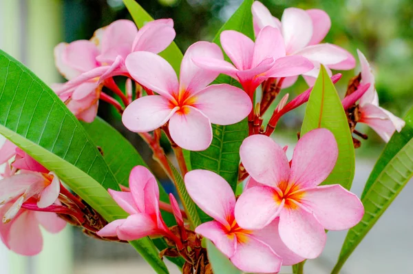 Plumeria Flor Con Hermosa Flor Color Rosa — Foto de Stock