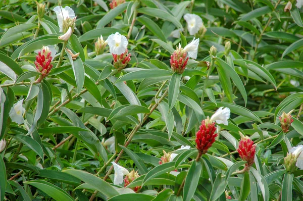 Primer Plano Las Flores Flor Con Colorido Color — Foto de Stock