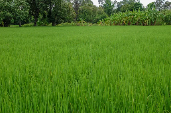 Místní Rýžové Farmě Thajsku Vedlejší Země Zelený List Pastviny Plné — Stock fotografie