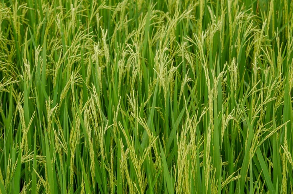 Local rice farm in country side Thailand with green leaf and meadow full of rice background. Abstract of freedom, faraway and peace