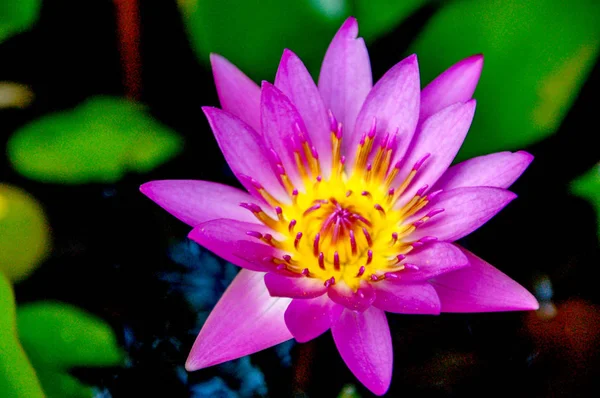 Водяная Лилия Азия Лотос Цветок Розовым Белым Желтым Цветом Цветущий — стоковое фото