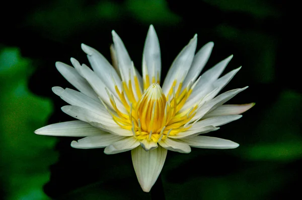 Water Lily Asia Lotus Flower Pink White Yellow Colour Blooming — Stock Photo, Image