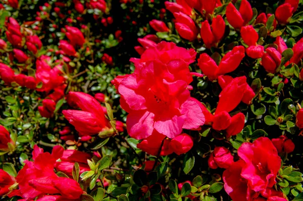 Nahaufnahme Blumen Mit Bunten Farben Blühen — Stockfoto