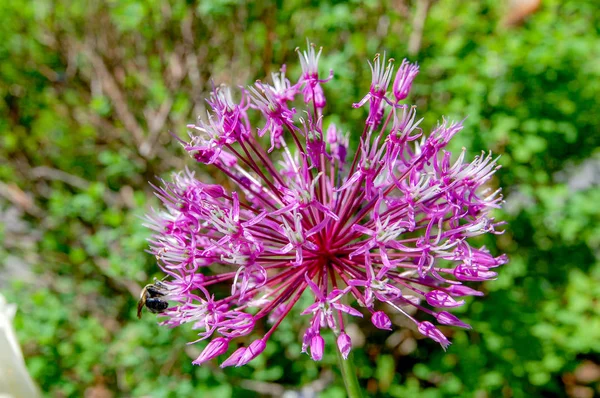 Flower Název Allium Prattii Barvy Bílé Růžové Kvetoucí Plné Vypadají — Stock fotografie