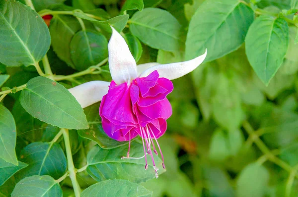 Nahaufnahme Blumen Mit Bunten Farben Blühen — Stockfoto