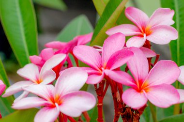 Plumeria çiçek güzel ve pembe renk.