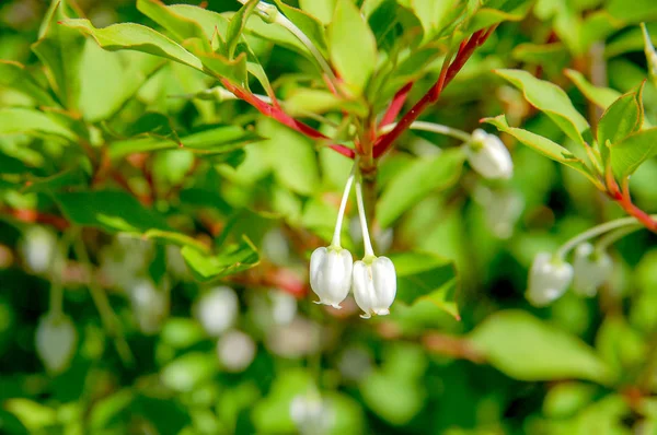 Primer Plano Las Flores Flor Con Colorido Color — Foto de Stock