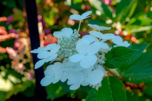 Sluiten Bloemen Bloeien Met Kleurrijke Kleuren — Stockfoto