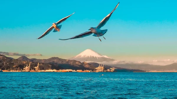 Seagull Fly Fuji Background Dream Ferry Mini Cruise Traveling Hamanako — Stock Photo, Image