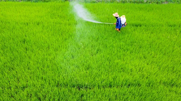 Farmer activity with knapsack sprayer is spray Insecticide into fresh rice farm. Abstract of green and chemical protection.