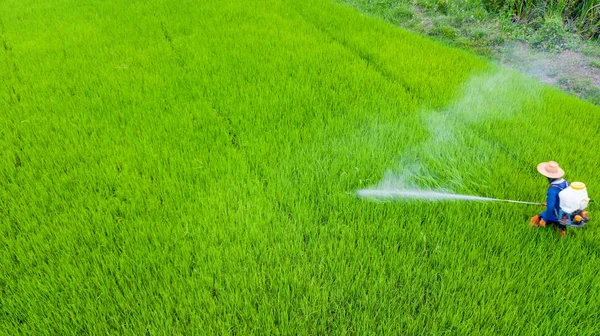 ナップザック スプレーで農民活動は 新鮮な稲作に殺虫剤スプレーです 緑および化学的保護の概要 — ストック写真