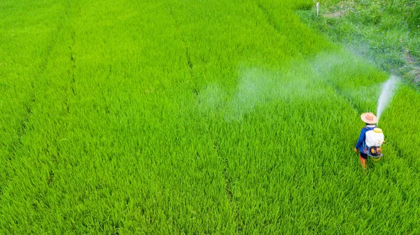ナップザック スプレーで農民活動は 新鮮な稲作に殺虫剤スプレーです 緑および化学的保護の概要 — ストック写真