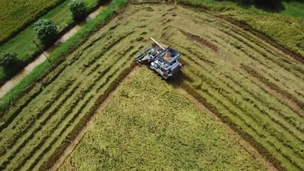 Rastreamento Superfície Filmagem Fazenda Arroz Estação Colheita Pelo Agricultor Com — Vídeo de Stock