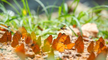 Bulanık arka plan ve yüzey zeminde kelebekler grubu ile Butterfly güzel. Böcek dünyası Bankrang kampı, Phetchaburi Eyaleti, Tayland Milli Parkı.