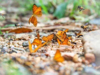Bulanık arka plan ve yüzey zeminde kelebekler grubu ile Butterfly güzel. Böcek dünyası Bankrang kampı, Phetchaburi Eyaleti, Tayland Milli Parkı.