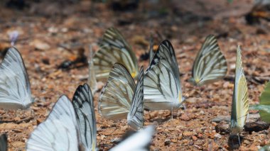 Bulanık arka plan ve yüzey zeminde kelebekler grubu ile Butterfly güzel. Böcek dünyası Bankrang kampı, Phetchaburi Eyaleti, Tayland Milli Parkı.