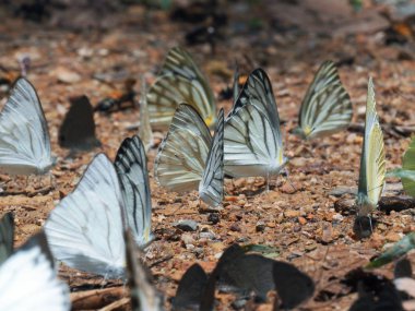 Bulanık arka plan ve yüzey zeminde kelebekler grubu ile Butterfly güzel. Böcek dünyası Bankrang kampı, Phetchaburi Eyaleti, Tayland Milli Parkı.
