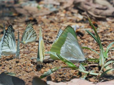 Bulanık arka plan ve yüzey zeminde kelebekler grubu ile Butterfly güzel. Böcek dünyası Bankrang kampı, Phetchaburi Eyaleti, Tayland Milli Parkı.