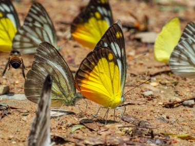 Bulanık arka plan ve yüzey zeminde kelebekler grubu ile Butterfly güzel. Böcek dünyası Bankrang kampı, Phetchaburi Eyaleti, Tayland Milli Parkı.