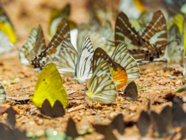 Bulanık arka plan ve yüzey zeminde kelebekler grubu ile Butterfly güzel. Böcek dünyası Bankrang kampı, Phetchaburi Eyaleti, Tayland Milli Parkı.
