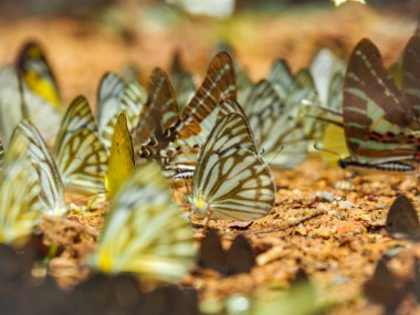 Bulanık arka plan ve yüzey zeminde kelebekler grubu ile Butterfly güzel. Böcek dünyası Bankrang kampı, Phetchaburi Eyaleti, Tayland Milli Parkı.