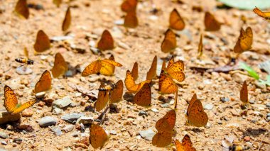 Bulanık arka plan ve yüzey zeminde kelebekler grubu ile Butterfly güzel. Böcek dünyası Bankrang kampı, Phetchaburi Eyaleti, Tayland Milli Parkı.