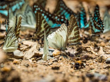Kelebek yerde. Yaprakları ve kelebekler ile Sonbahar arka plan.