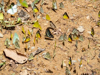 Kelebek yerde. Yaprakları ve kelebekler ile Sonbahar arka plan.