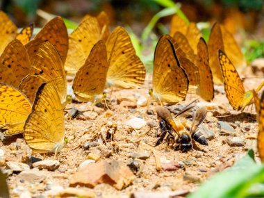 Kelebek yerde. Yaprakları ve kelebekler ile Sonbahar arka plan.