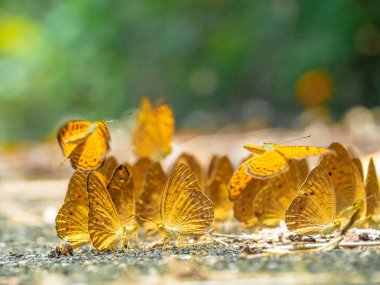 Kelebek yerde. Yaprakları ve kelebekler ile Sonbahar arka plan.