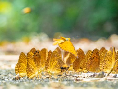 Kelebek yerde. Yaprakları ve kelebekler ile Sonbahar arka plan.