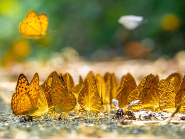 Kelebek yerde. Yaprakları ve kelebekler ile Sonbahar arka plan.