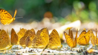 Kelebek yerde. Yaprakları ve kelebekler ile Sonbahar arka plan.
