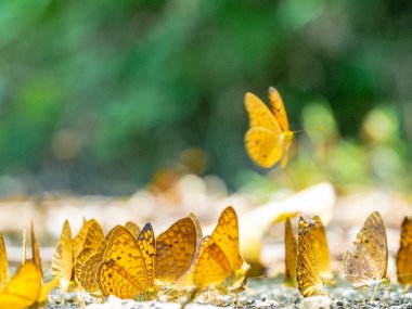 Kelebek yerde. Yaprakları ve kelebekler ile Sonbahar arka plan.