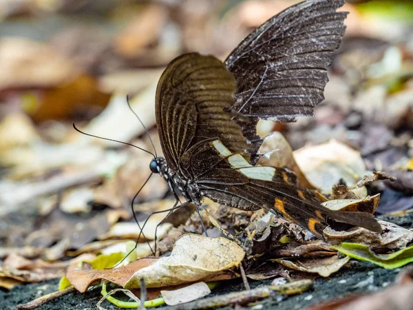 Butterfly Ground Autumn Background Leaves Butterflies — Stock Photo, Image